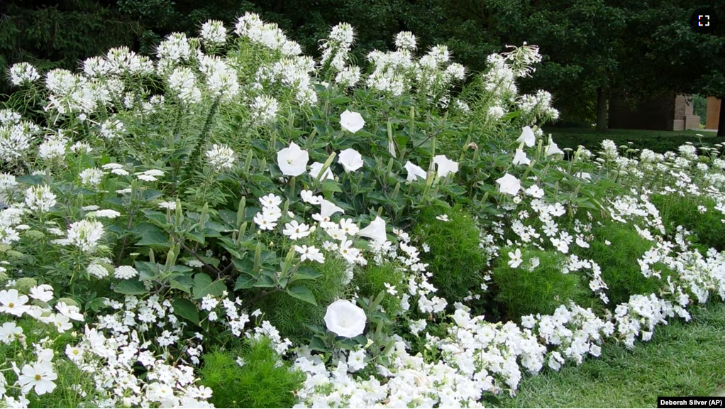 This 2005 image provided by Deborah Silver shows a moon garden she designed and planted at a museum in Bloomfield Hills, Michigan.