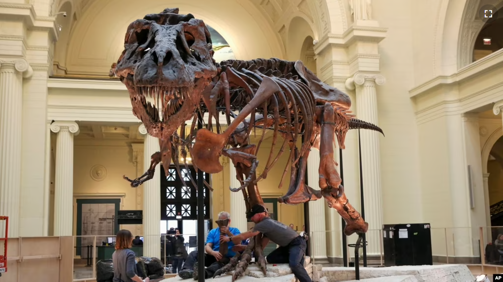 In this Monday, Feb. 5, 2018, photo, Garth Dallman, center, and Bill Kouchie, right, both from the dinosaur restoration firm Research Casting International, Ltd., begin the of dismantling Sue, the Tyrannosaurus rex, on display at Chicago's Field Museum. (AP Photo/Teresa Crawford)