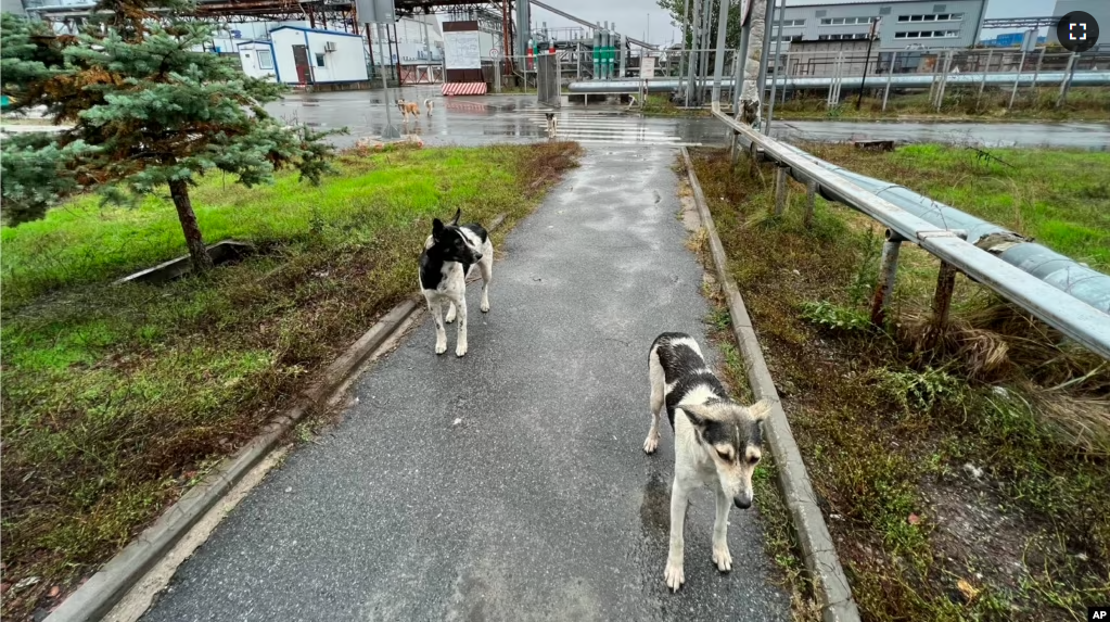 This photo taken by Timothy Mousseau shows dogs in the Chernobyl area of Ukraine on October 3, 2022. (Timothy Mousseau via AP)