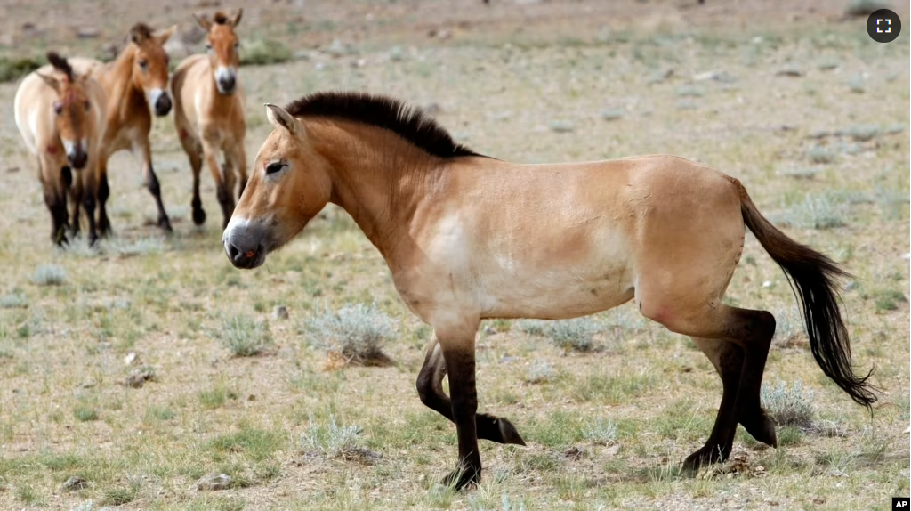 FILE - This photo taken on June 16, 2011, shows four horses after being released at the Khomiin Tal reservation in Western Mongolia. (AP Photo/Petr David Josek, File)