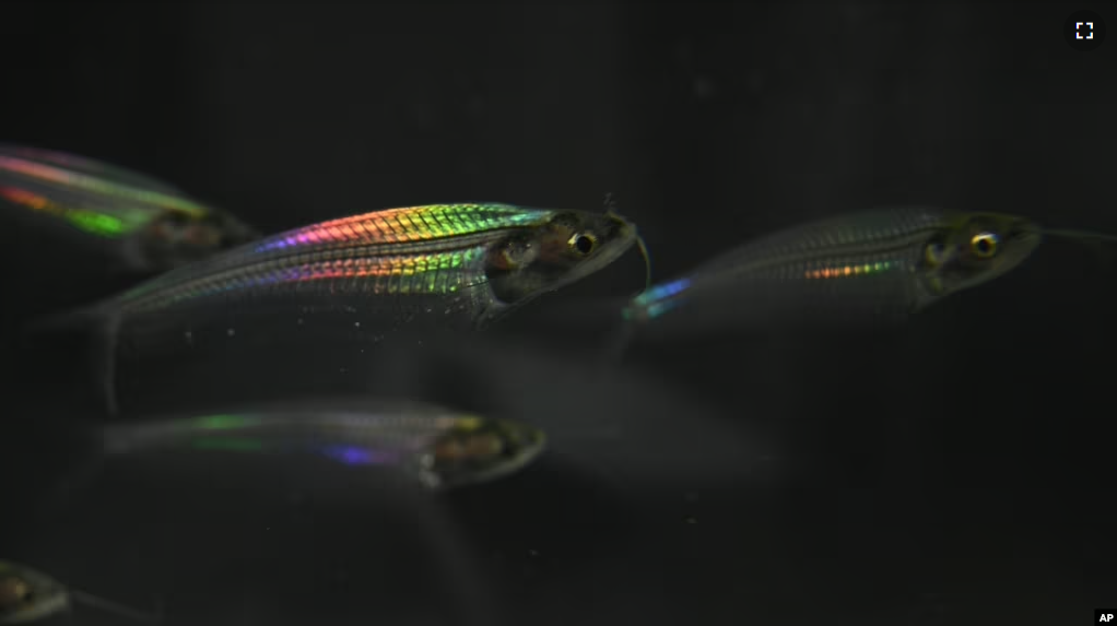 This image provided by Qibin Zhao shows ghost catfish showing iridescence. (Qibin Zhao via AP)