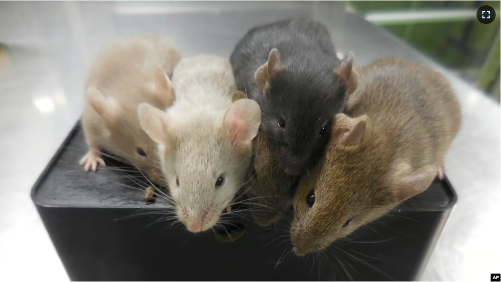 This photo provided by researcher Katsuhiko Hayashi shows mice derived from stem cells, four weeks after their birth, in Osaka, Japan in September 2021. (Katsuhiko Hayashi via AP)