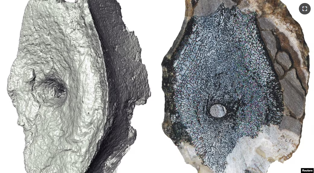 A computed tomography image and cross-section shows the internal bone structure of vertebrae from the earliest-known Ichthyosaur. (Oyvind Hammer and Jorn Hurum/Handout via REUTERS)