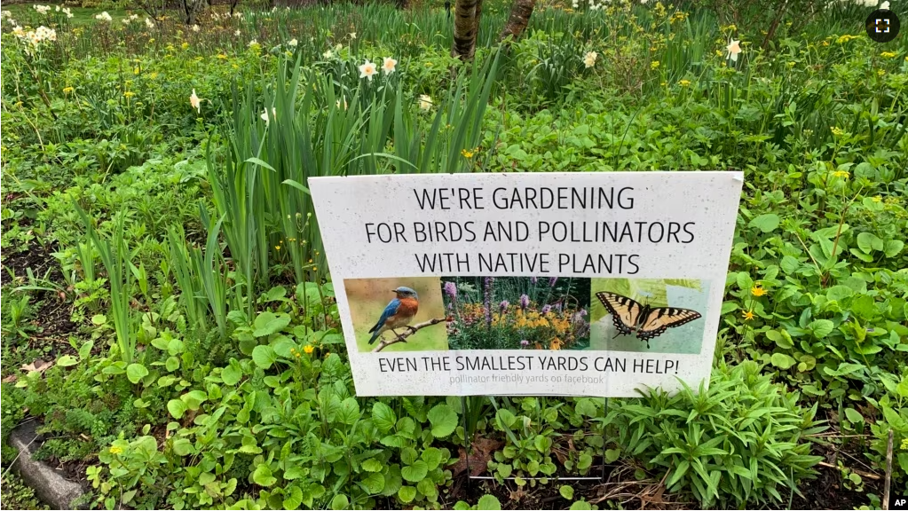 A front yard in Westchester County, N.Y., pictured on May 4, 2022, has been converted from lawn to pollinator-friendly, native plants. (AP Photo/Julia Rubin)