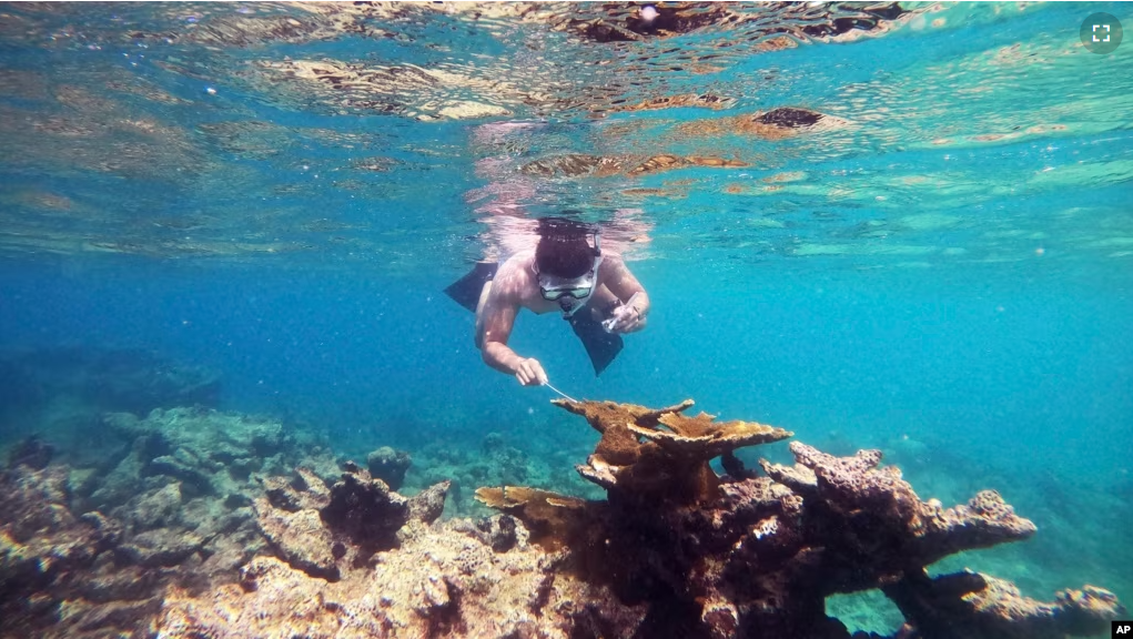 A tiny single-celled organism is to blame for a massive die-off of sea urchins in the Caribbean in 2022, researchers reported Wednesday, April 19, 2023, in the journal Science Advances. (Ian Hewson/Cornell University via AP)