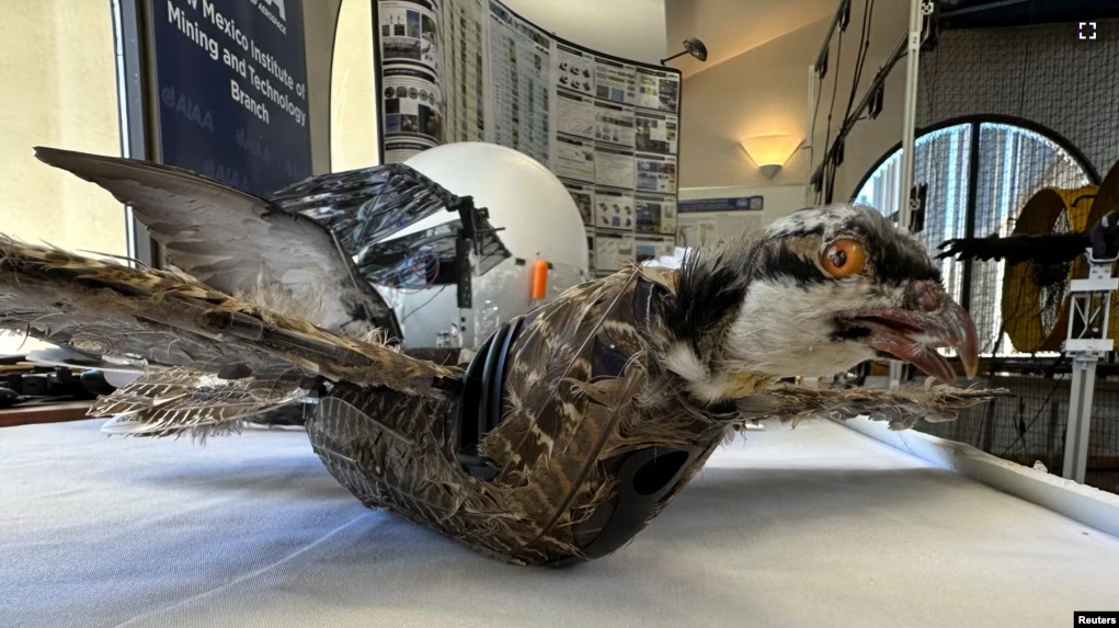 A view of a taxidermy bird drone for wildlife monitoring developed by researchers at New Mexico Institute of Mining and Technology in Socorro, New Mexico, U.S. on March 22, 2023. (REUTERS/Liliana Salgado)