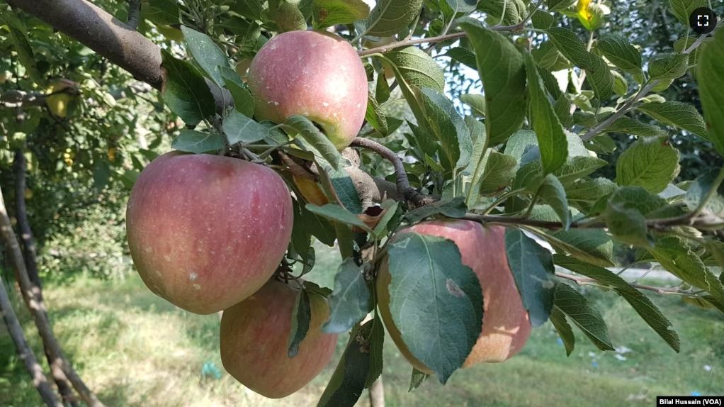 FILE - Apple hanging on a tree in Sopore town of Baramulla district of Jammu and Kashmir. (Picture for VOA by Bilal Hussain)