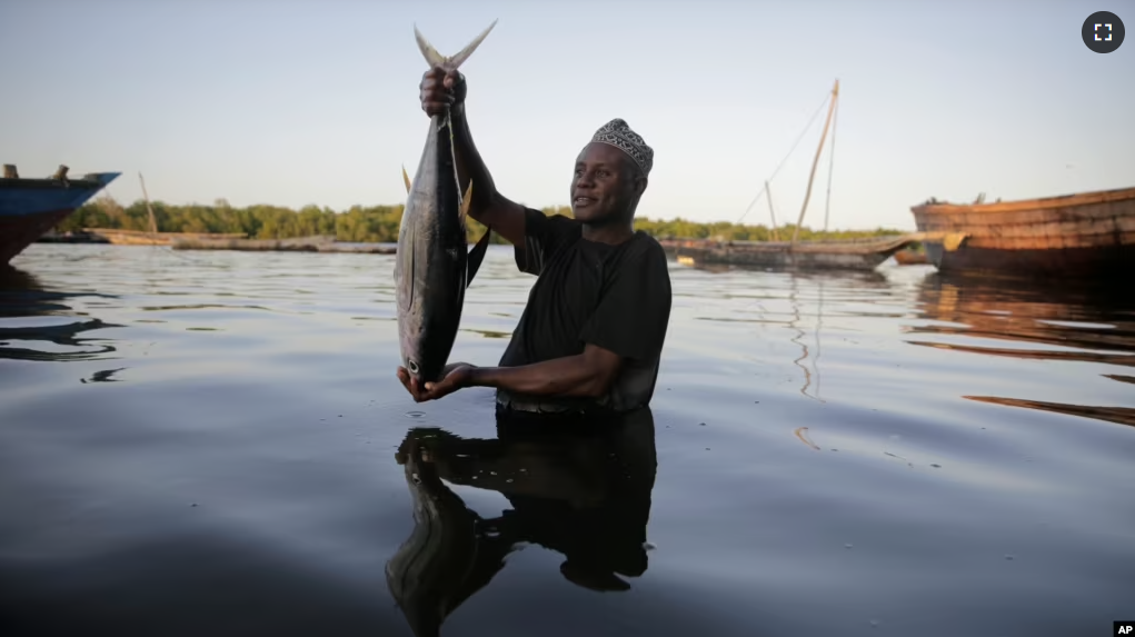 FILE - Fisherman Kassim Abdalla Zingizi holds a yellowfin tuna after a catch in Vanga, Kenya, on June 14, 2022. (AP Photo/Brian Inganga, File)