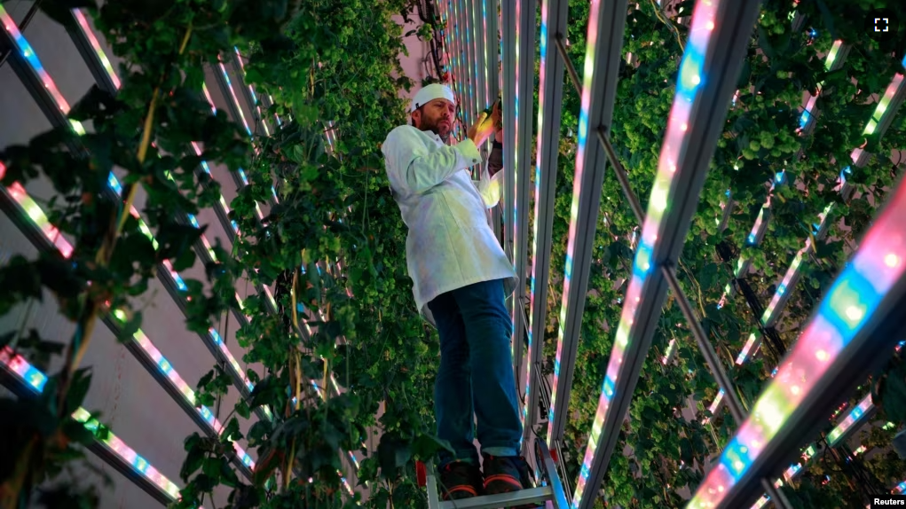 Javier Ramiro, Co-Chief Scientific Officer of Spanish indoor hops farming start-up Ekonoke controls the plantation of hops in Alcobendas, Spain, March 23, 2023. (REUTERS/Juan Medina)