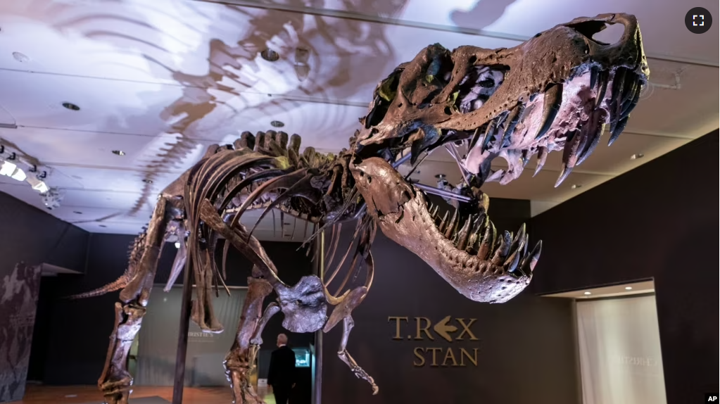 FILE - Stan, one of the largest and most complete Tyrannosaurus rex fossil discovered, is on display on September 15, 2020, at Christie's in New York. (AP Photo/Mary Altaffer, File)