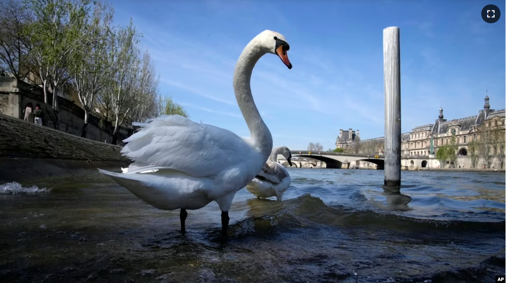 FILE - Swans stand in the River Seine in Paris, Wednesday, April 5, 2023. (AP Photo/Christophe Ena)