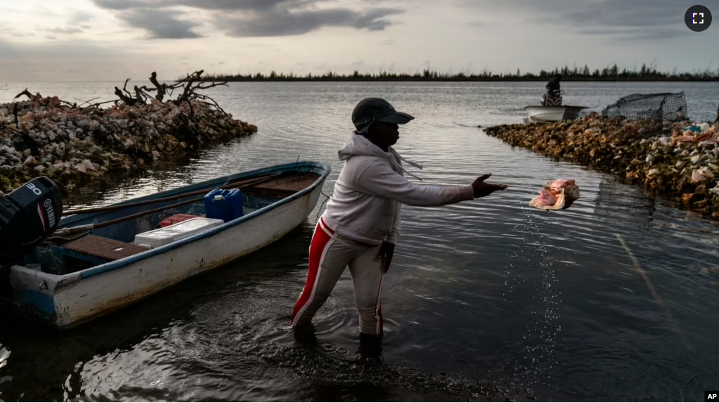 Tereha Davis tosses a conch shell off to the side as she prepares to launch her boat to go conch fishing off the coast of McLean's Town, Grand Bahama Island, Bahamas, Monday, Dec. 5, 2022. (AP Photo/David Goldman)