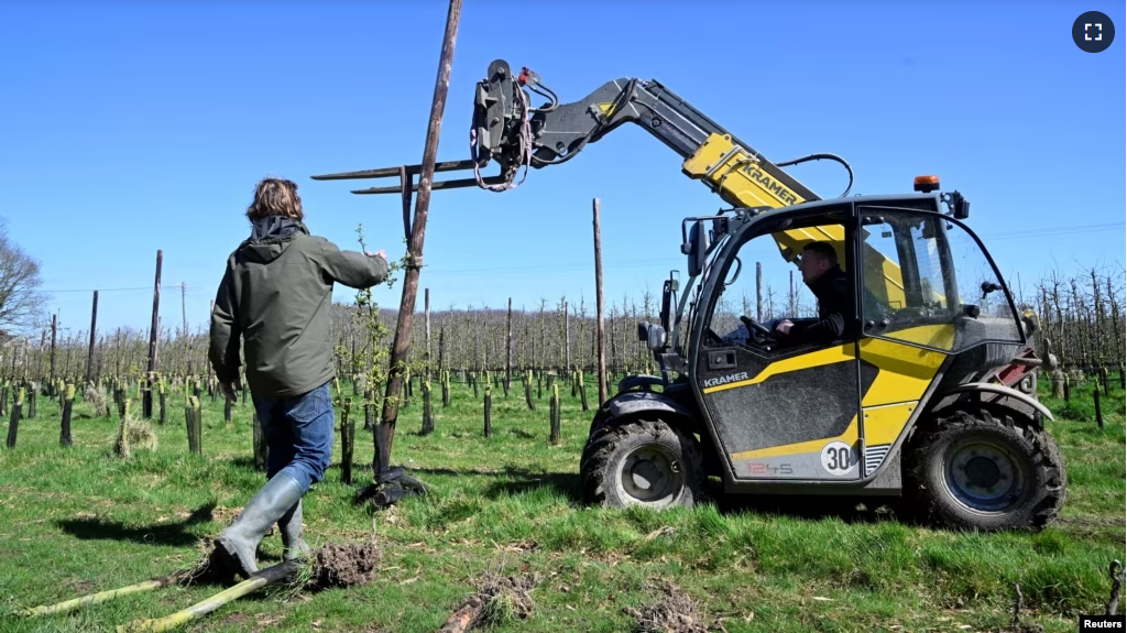 Workers uproot apple trees in an orchard as they move away from apple growing at Loddington Farm near Maidstone in southern Britain, April 3, 2023. (REUTERS/Toby Melville)