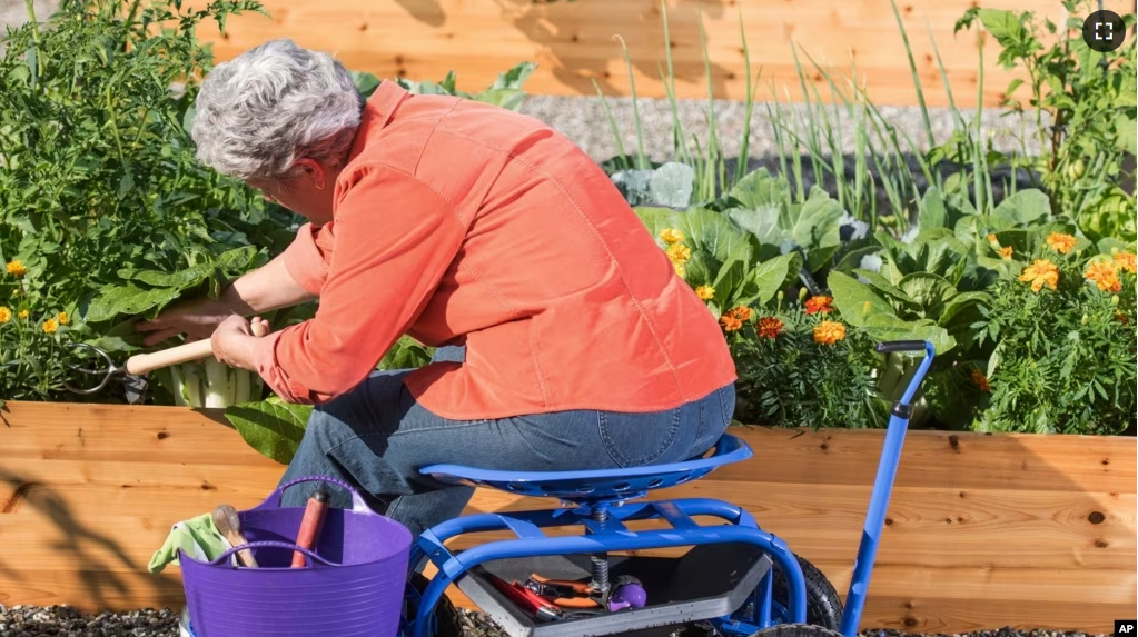 This image provided by Gardener’s Supply Company shows a woman gardening in a raised bed while seated on a Deluxe Tractor Scoot. (Gardeners.com via AP)