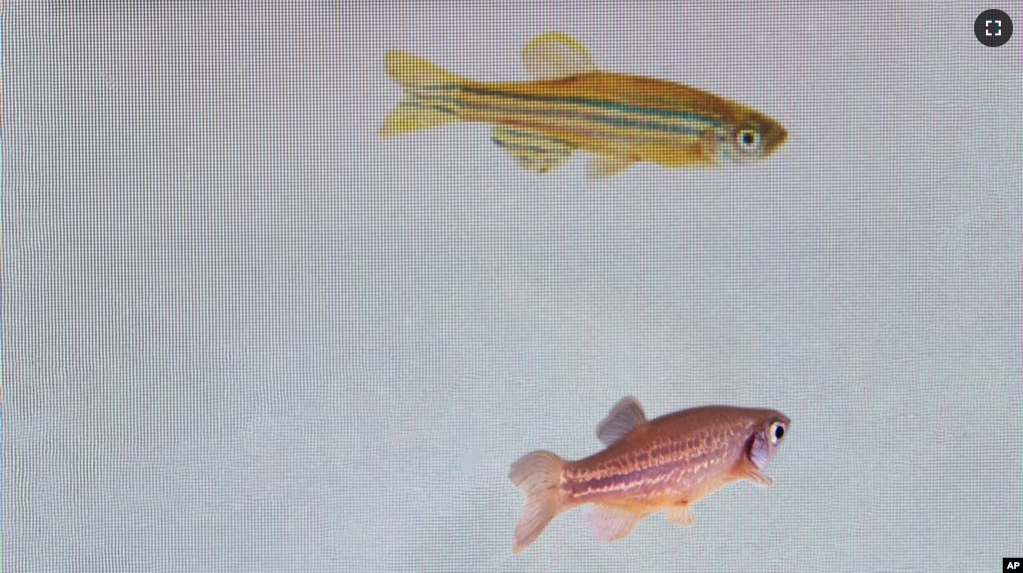 In this photo provided by researcher Rui F. Oliveira, a zebrafish, bottom, is monitored to see its reaction to a video of another at a laboratory in Oeiras, Portugal in March 2023. (Rui F. Oliveira via AP)