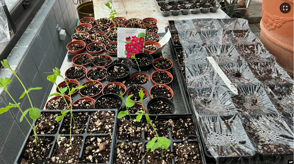 This image provided by Jeff Lowenfels shows flats of sweet peas grown from seed, some in recycled egg cartons, on March 23, 2023, in Anchorage, Alaska. (Jeff Lowenfels via AP)