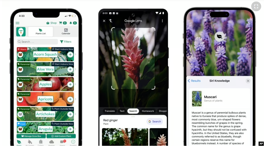 This combination of images show gardening apps, from left, the Seed to Spoon mobile gardening app, the Google Lens app, and Apple's AI-powered Visual Look Up feature to identify flowers. (Park Seed’s From Seed to Spoon/Google/Apple via AP)