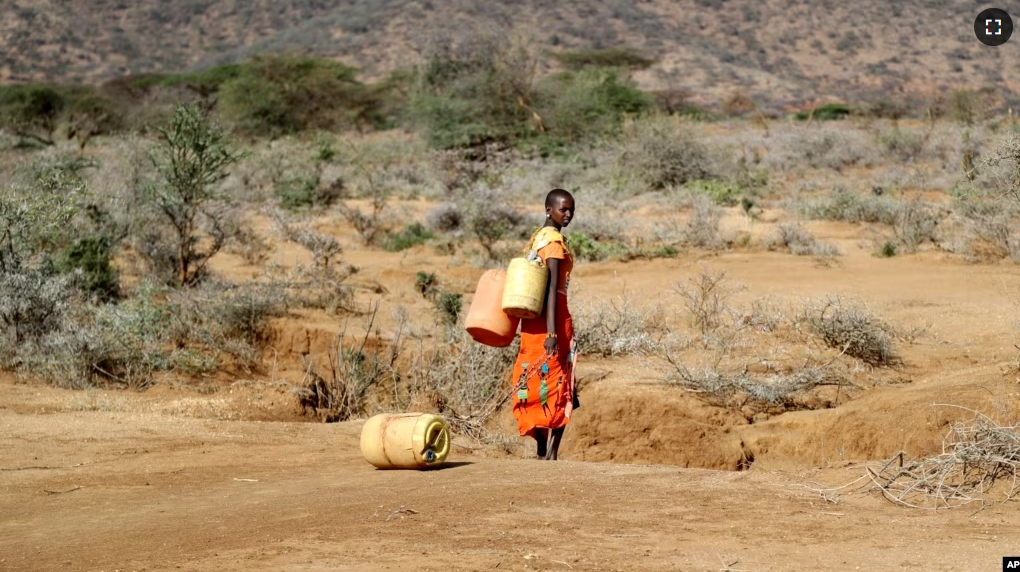 FILE - A Samburu woman fetches water during a drought in Loolkuniyani Primary School, Samburu County, Kenya, Oct. 16, 2022. (AP Photo/Brian Inganga, File)