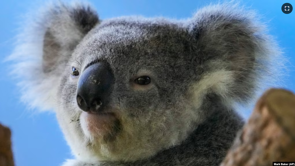 A koala sits in a tree at a koala park in Sydney, Australia, Friday, May 5, 2023. Australian scientists have begun vaccinating wild koalas against chlamydia in New South Wales. The disease causes blindness, infertility and death. (AP Photo/Mark Baker)