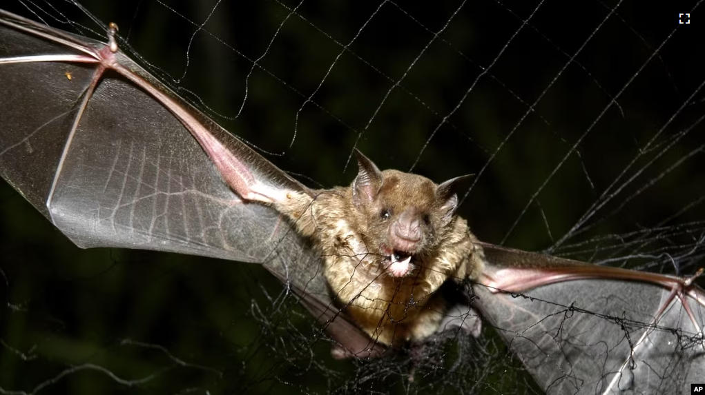 FILE - A vampire bat is caught in a net in Aracy, in the northeast Amazon state of Para, Brazil, on Thursday, Dec. 1, 2005. Scientists are studying the genetic information of different animals that could help them learn more about human life. (AP Photo/Mario Quadros, File)