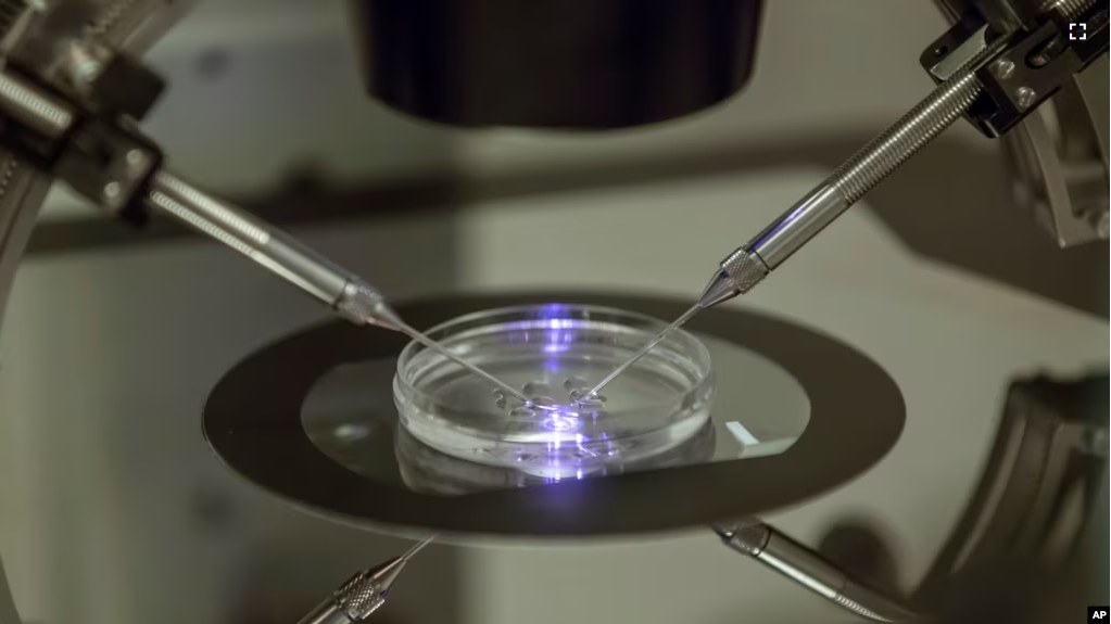 FILE - An embryologist works on a petri dish at the Create Health fertility clinic in south London, Thursday, Aug. 14, 2013. (AP Photo/Sang Tan, File)