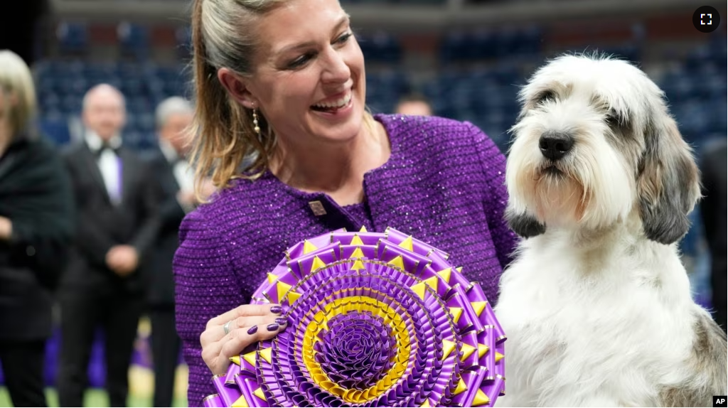 Handler Janice Hays poses for photos with Buddy Holly, a petit basset griffon Vendéen, after he won best in show during the 147th Westminster Kennel Club Dog show Tuesday, May 9, 2023, at the USTA Billie Jean King National Tennis Center in New York. (AP Photo/Mary Altaffer)