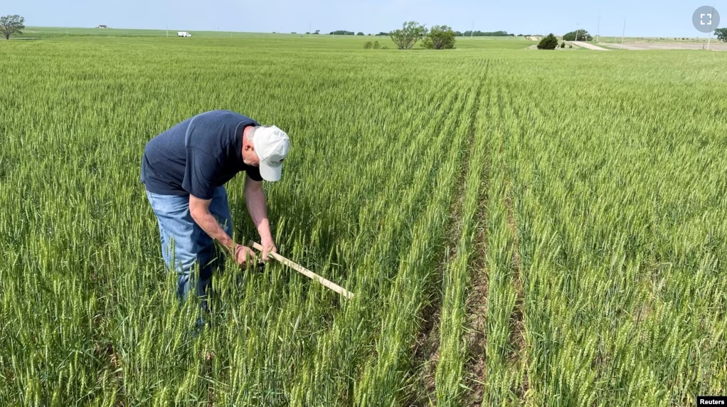 Mark Nelson, a scout on the Wheat Quality Council's Kansas wheat tour, checks a winter wheat field north of Minneapolis, Kansas, U.S., May 17, 2022. (REUTERS/Julie Ingwersen)