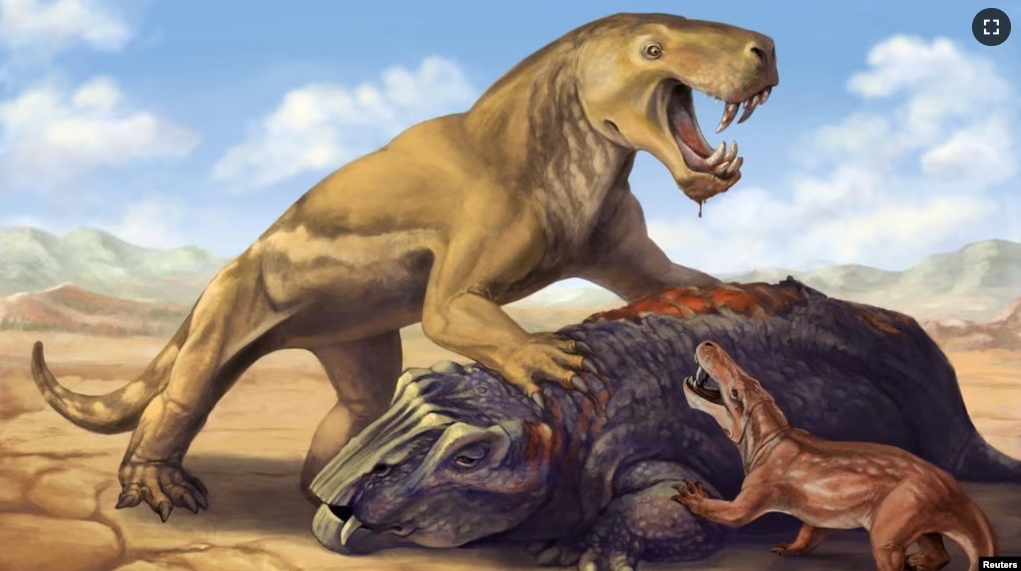 This undated illustration shows the Permian Period tiger-sized saber-toothed protomammal Inostrancevia atop its dicynodont prey, scaring off the much smaller species Cyonosaurus. (Matt Celeskey/Handout via REUTERS)