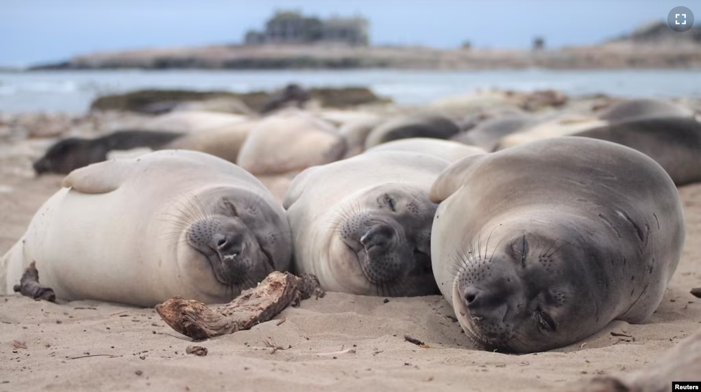 FILE - Two-month-old northern elephant seals sleep on the beach at Ano Nuevo State Park in California, U.S. April, 2020. (Jessica Kendall-Bar/Handout via REUTERS)