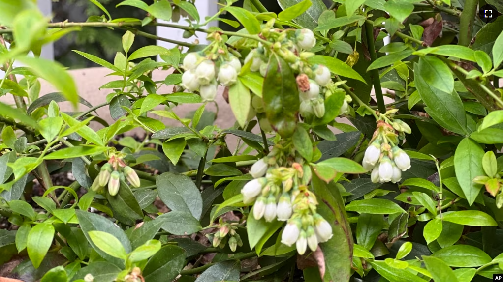 This image provided by Jessica Damiano shows a blueberry plant growing in a container. Blueberries require acidic soil in order to thrive. (Jessica Damiano via AP)