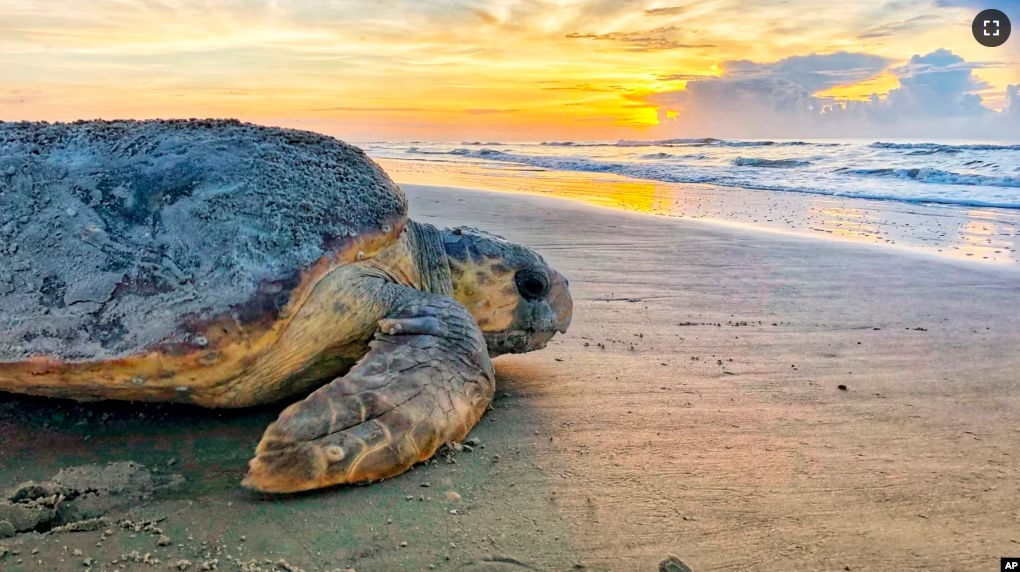 FILE - In this June 30, 2019, photo provided by the Georgia Department of Natural Resources, a loggerhead sea turtle returns to the ocean after nesting on Ossabaw Island, Ga. (Georgia Department of Natural Resources via AP, File)