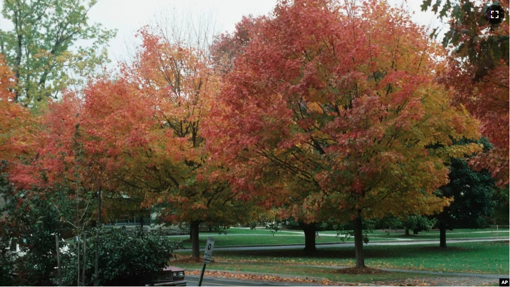 This image provided by Bugwood.org shows a street lined with sugar maple trees (Acer saccharum), the state trees of West Virginia. (John Ruter/University of Georgia/Bugwood.org via AP)