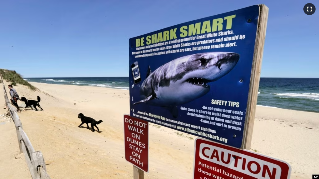 FILE - In this May, 22, 2019, file photo, a woman walks with her dogs at Newcomb Hollow Beach in Wellfleet, Mass., where a boogie boarder was bitten by a shark in 2018 and later died of his injuries. (AP Photo/Charles Krupa, File)