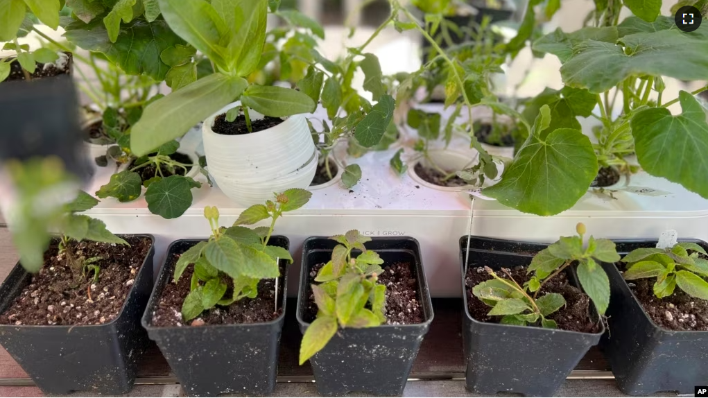 This May 9, 2023, image shows annual and vegetable seedlings being “hardened off,” or gradually acclimated to outdoor weather conditions, in Glen Head, NY. (Jessica Damiano via AP)