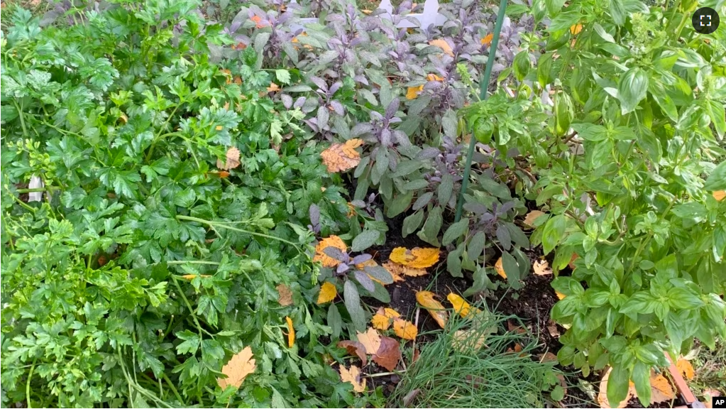 This October 28, 2019, image provided by Jessica Damiano shows parsley, sage, basil and chives growing in a raised bed herb garden in Glen Head, N.Y. (Jessica Damiano via AP)