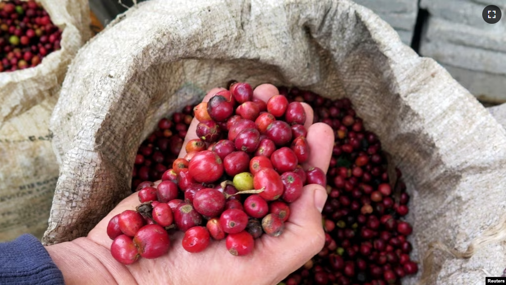 FILE - A Nestle employee holds robusta coffee beans at a farm near Chichapa, in Mexico's eastern Veracruz state January 8, 2015. Picture taken January 8, 2015. (REUTERS/David Alire Garcia/File Photo)