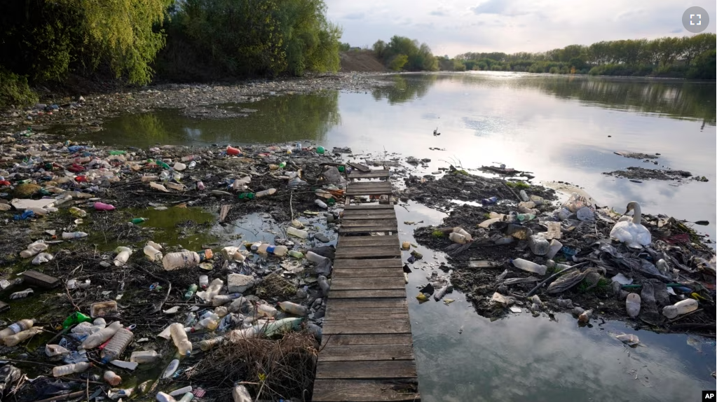 FILE - A swan stands between dumped plastic bottles and waste at the Danube river in Belgrade, Serbia, on April 18, 2022. (AP Photo/Darko Vojinovic)