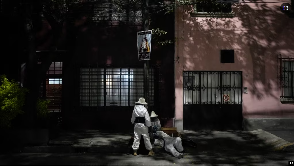 Adriana Veliz and members of her group Abeja Negra SOS, wearing bee suits to protect themselves from stings, rescue a beehive that made its nest inside a lamp post base in Mexico City, Thursday, June 8, 2023. (AP Photo/Eduardo Verdugo)