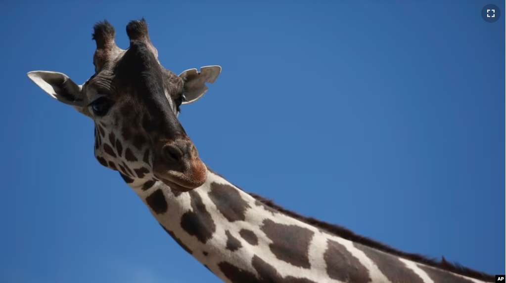 Benito the giraffe looks out from his enclosure at the city run Central Park, in Ciudad Juarez, Mexico, Tuesday, June 13, 2023. (AP Photo/Christian Chavez)