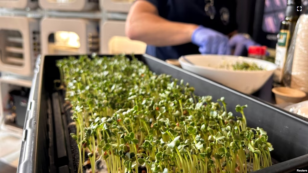 A team member from Interstellar Lab of Merritt Island, Florida, prepares Daikon Radish sprouts during NASA’s Deep Space Food Challenge announcement on May 19, 2023. (NASA/Handout via REUTERS)