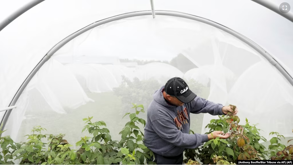 FILE - Entomology researcher Eric Burkness checked raspberry plants growing in a hoop house for signs of spotted wing drosophila Tuesday, Sept. 26, 2017, in Rosemont, Minnesota. (Anthony Souffle/Star Tribune via AP)