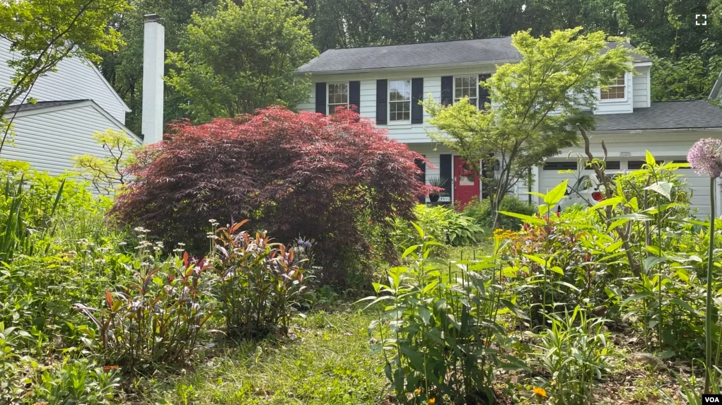 Janet and Jeffrey Crouch battled their homeowner's association for the right to keep their garden full of native plants rather than replacing them with grass, Columbia, Maryland, May 10, 2023. (VOA)