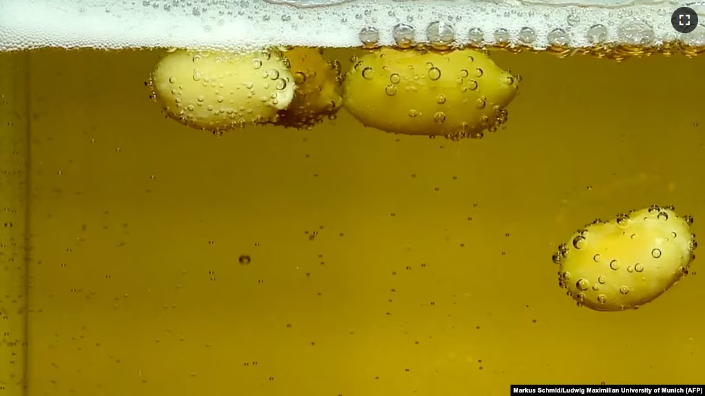 This photo released on June 13, 2023, by the Ludwig Maximilian University of Munich, shows a phenomenon scientists are studying: Roasted peanuts in a glass of lager beer. (Photo by Markus Schmid / Ludwig Maximilian University of Munich / AFP)