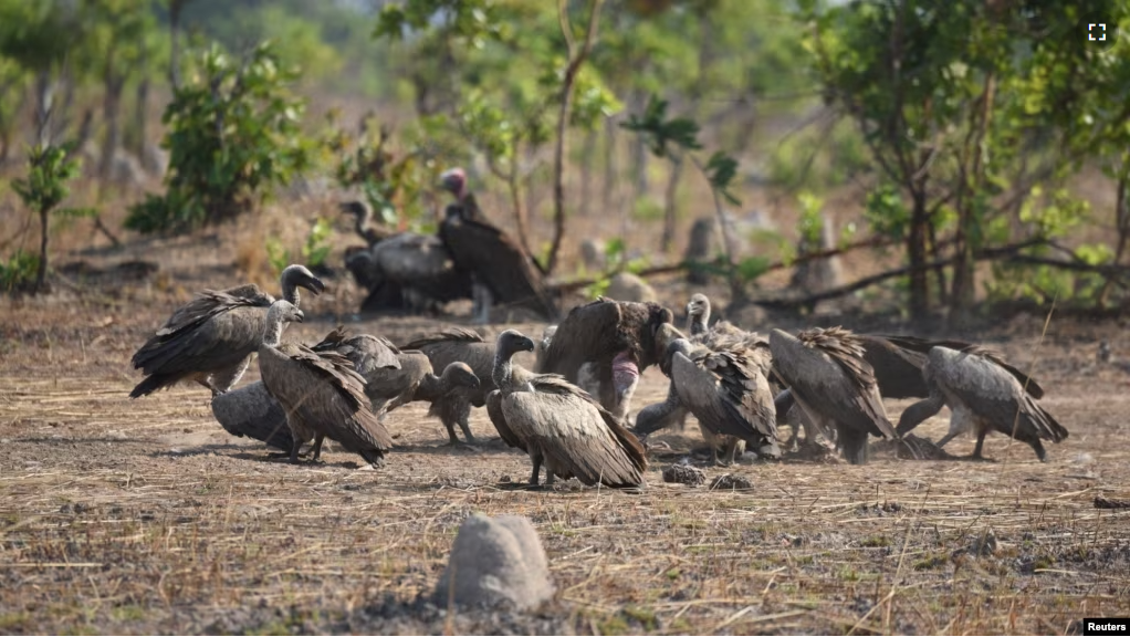 FILE - Vultures feed at an unspecified location given as Tanzania or Zambia in this undated handout image. (Courtesy of North Carolina Zoo/Handout via REUTERS)