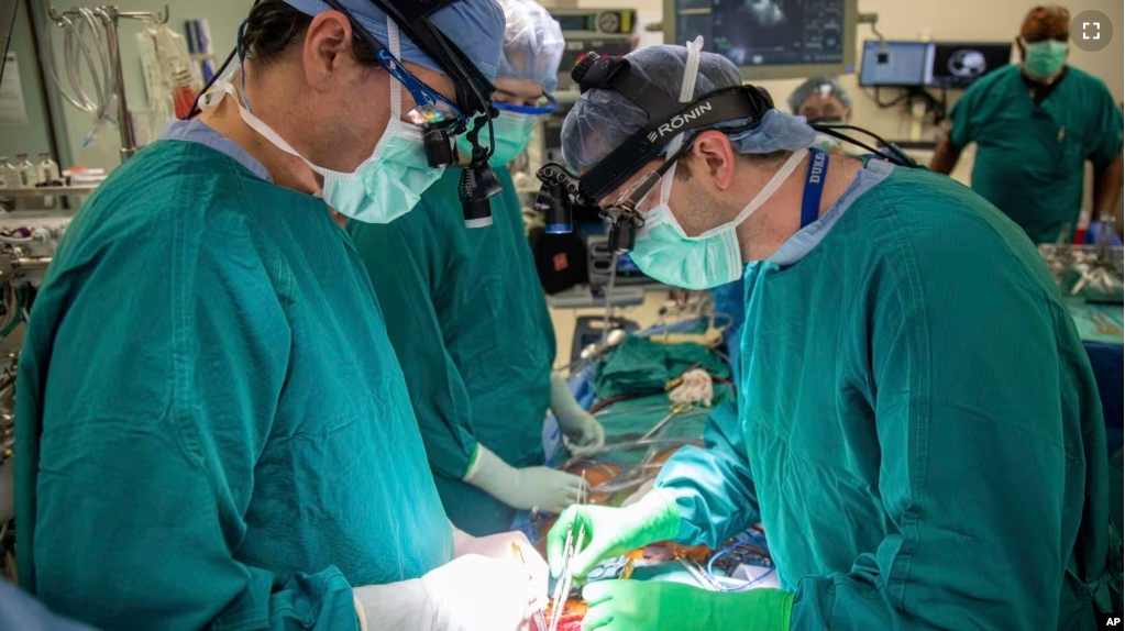 In this photo provided by Duke Health, surgeons Dr. Jacob Schroder, left, and Dr. Zachary Fitch perform a heart transplant at Duke University Hospital in Durham, N.C., in October 2022. (Shawn Rocco/Duke Health via AP)