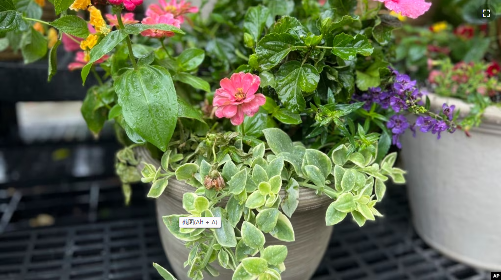 This photo provided by Jessica Damiano shows a professionally planted container on display at Hicks Nurseries in Old Westbury, NY. (Jessica Damiano via AP)