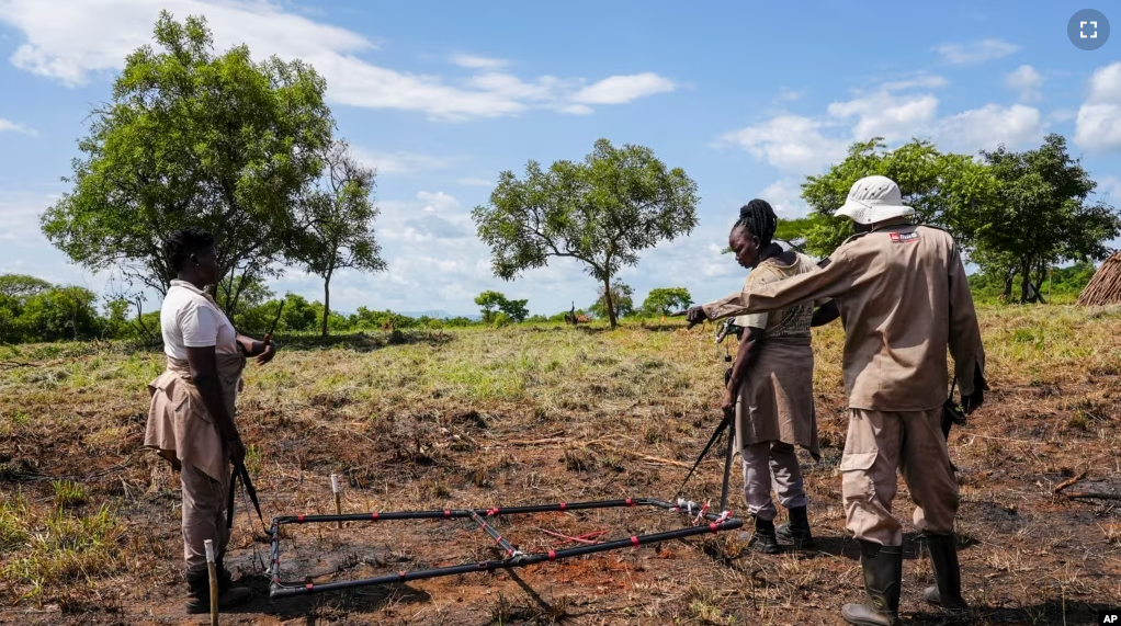 Deminers from the Mines Advisory Group (MAG) do clearance at a site containing cluster munitions in Ayii, Eastern Equatoria state, in South Sudan Thursday, May 11, 2023. (AP Photo/Sam Mednick)