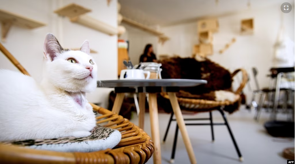 FILE - If a cat scratches your furniture, it may find itself "in the hot seat." But the cat pictured here is not concerned. It's a customer at the first cat cafe in Amsterdam, the Netherlands, April 21, 2015. (AFP PHOTO /ANP / KOEN VAN WEEL)