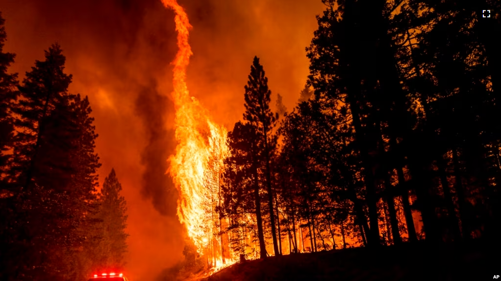 FILE - Flames leap from trees as the Dixie Fire jumps Highway 89 north of Greenville in Plumas County, Calif., Aug. 3, 2021.