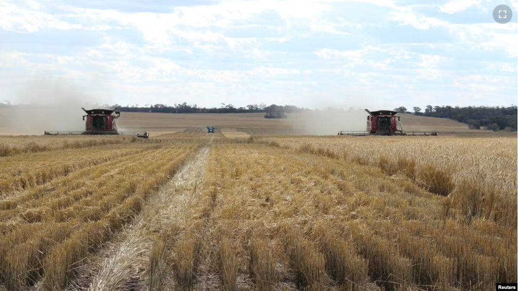 In this file photo, two combines harvest wheat near Moree, Australia, October 27, 2020. (REUTERS/Jonathan Barrett/File Photo)